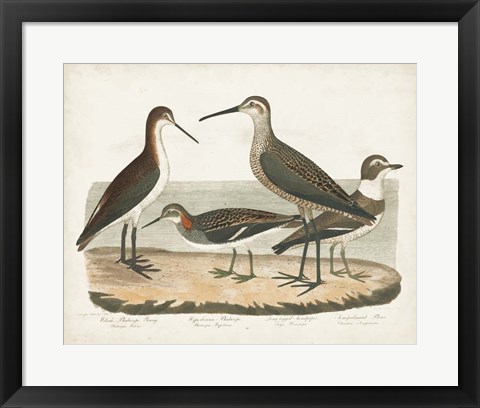Framed Waterbird Trio II Print