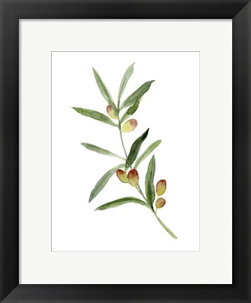 Framed Sweet Olive Branch I Print