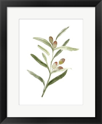 Framed Sweet Olive Branch II Print
