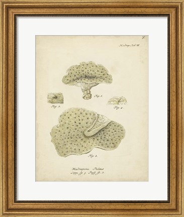 Framed Ecru Coral I Print