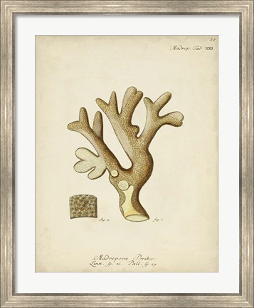 Framed Ecru Coral II Print