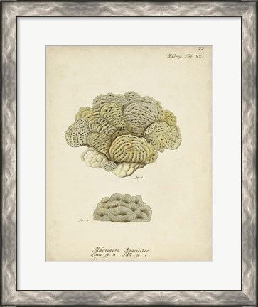 Framed Ecru Coral V Print
