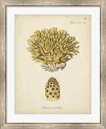 Framed Ecru Coral VIII Print