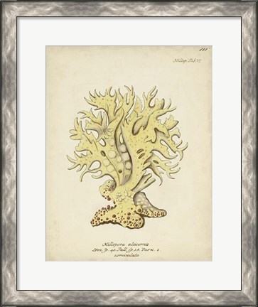 Framed Ecru Coral IX Print