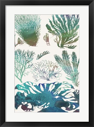 Framed Aquatic Assemblage II Print