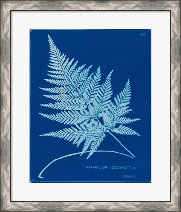 Framed Cyanotype Ferns II Print