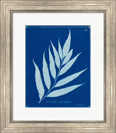 Framed Cyanotype Ferns VII Print