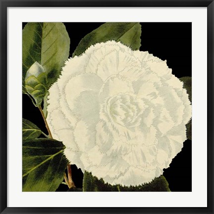 Framed Dramatic Camellia IV Print