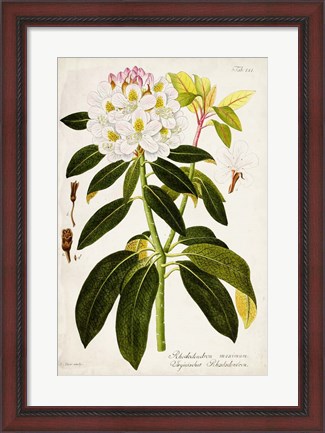 Framed Vintage Rhododendron I Print