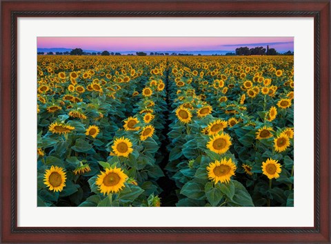 Framed Dawn Sunflowers Print