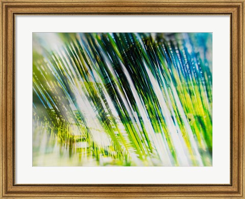 Framed Evergreen No. 6 Print