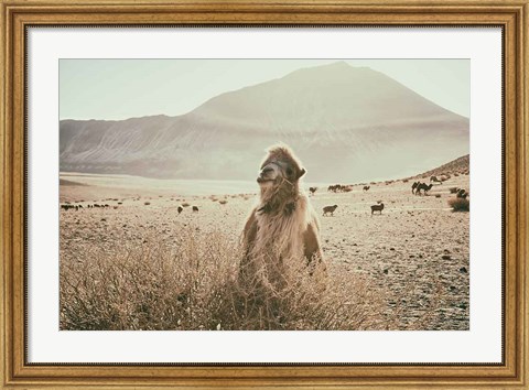 Framed Desert Camel Print
