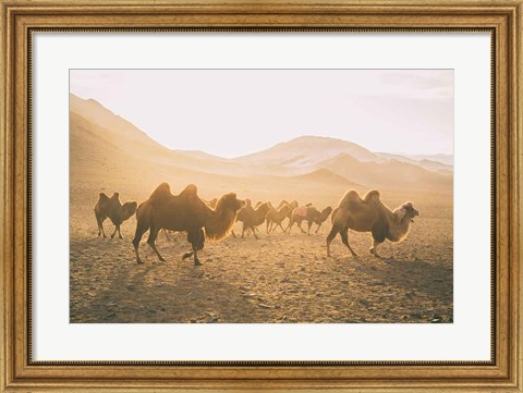 Framed Camels on the Move Print