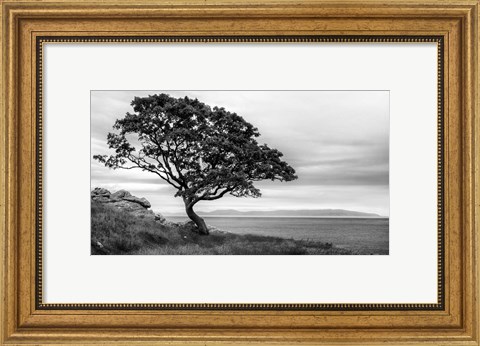 Framed Bonsai Tree Print