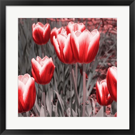 Framed Red Tulips II Print