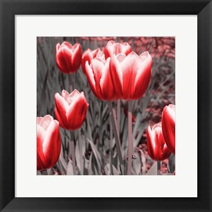 Framed Red Tulips II Print