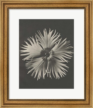 Framed Blossfeldt Flower IV Print