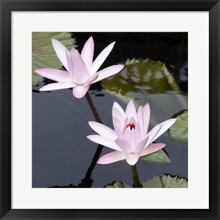 Framed Water Lily Flowers III Print