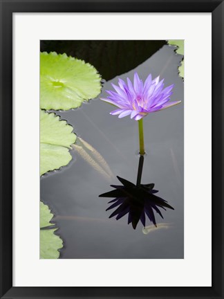 Framed Water Lily Flowers VI Print