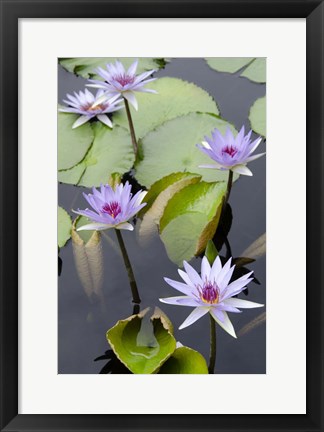 Framed Water Lily Flowers VII Print