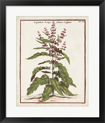 Framed Munting Botanicals II Print