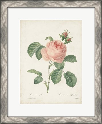 Framed Vintage Redoute Roses IV Print