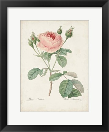 Framed Vintage Redoute Roses VI Print