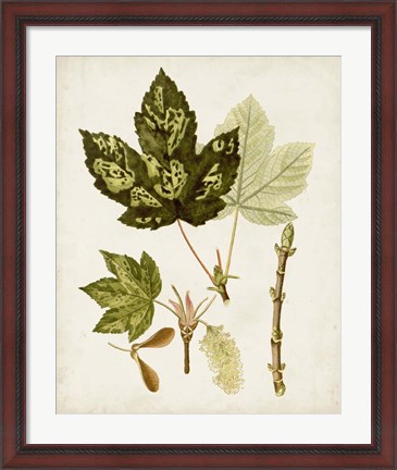 Framed Antique Leaves V Print