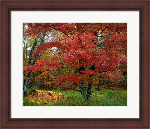 Framed Catskill Maple Print
