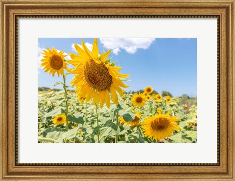 Framed Sunflowers I Print