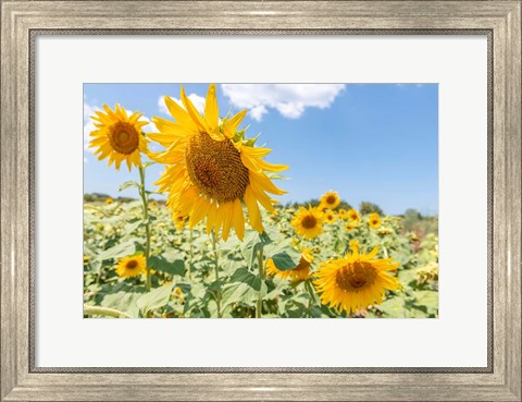 Framed Sunflowers I Print