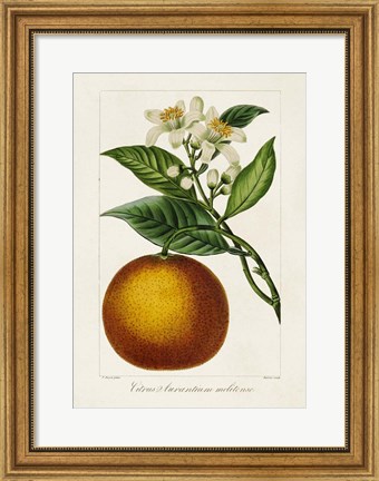 Framed Antique Citrus Fruit I Print