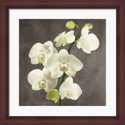 Framed Orchids on Grey Background II Print