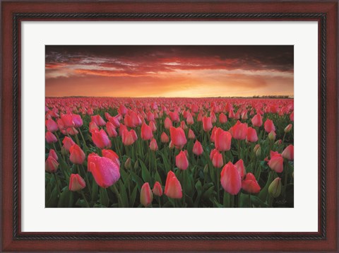 Framed Tulip Field Sunset Print