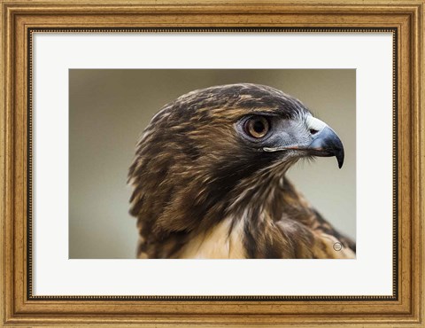 Framed Red Tailed Hawk Profile Print