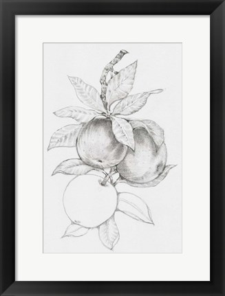 Framed Fruit-Bearing Branch II Print