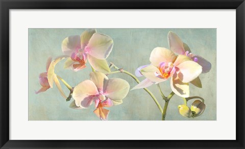 Framed Jewel Orchids Print