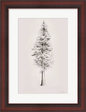 Framed When a Redwood Isn&#39;t Red Print