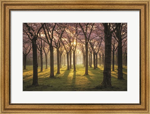 Framed Cherry Trees in Morning Light I Print