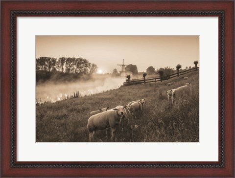 Framed Grazing Sheep Print