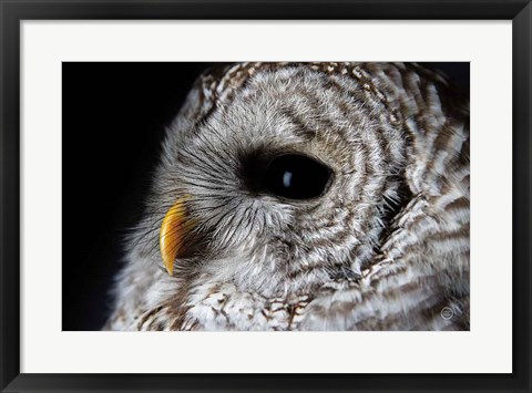 Framed Barred Owl Portrait Print