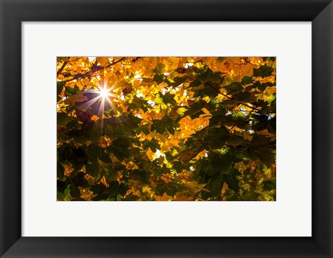 Framed Autumn Sun Print