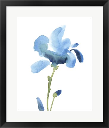 Framed Striking Blue Iris IV Print