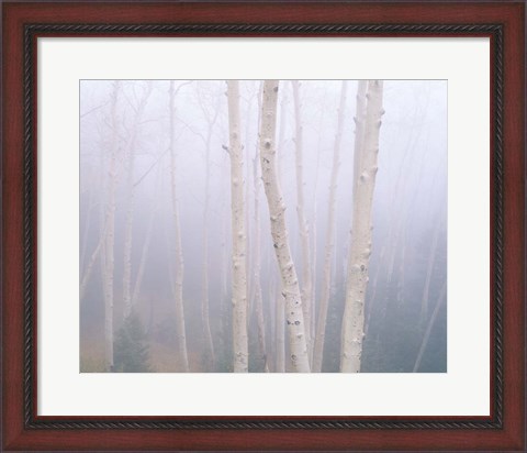 Framed Aspens In The Fog Print