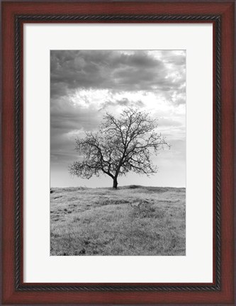 Framed Coastal Oak Series No. 23 Print