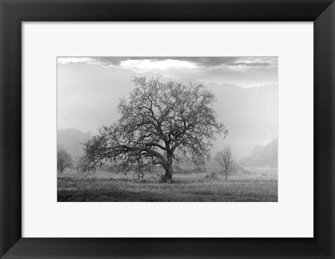 Framed Coastal Oak Series No. 41 Print