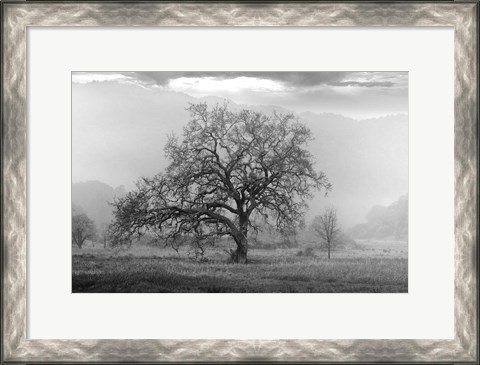 Framed Coastal Oak Series No. 41 Print