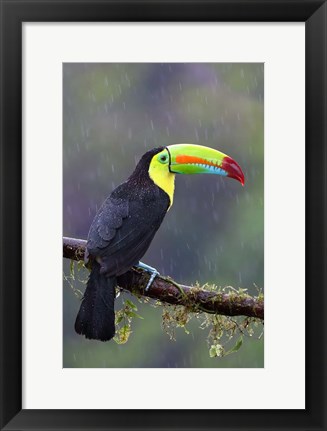 Framed Keel-billed Toucan - Costa Rica Print