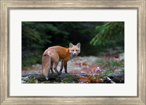 Framed Red Fox in Algonquin Park Print