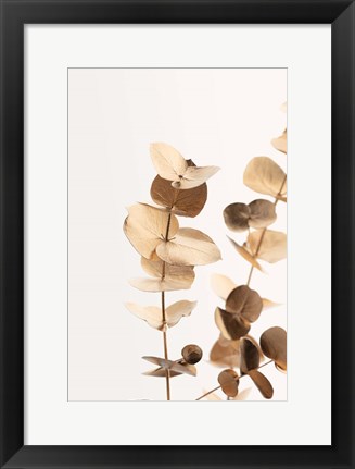 Framed Eucalyptus Gold No 1 Print